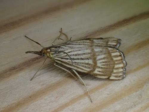 Réf. 209 152 : Chrysocrambus linetella